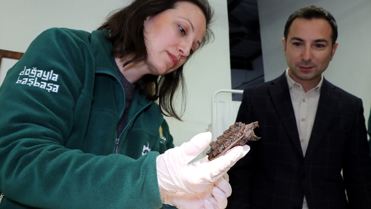 Kaplumbağaların Ormanya`daki Yaban Hayatı Kurtarma ve Rehabilitasyon Merkezi`ne teslim edildiğini aktaran Özyılmaz, 8 "timsah yiyen" ve 4 "mahmuzlu" kaplumbağanın burada karantinaya alındığını kaydetti.