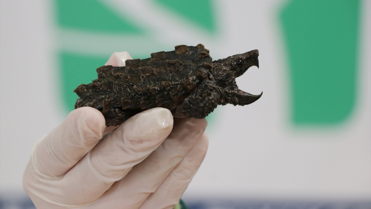 Çene kasları güçlü olduğu için zırh delici özelliklerinden dolayı bu türün "timsah yiyen" kaplumbağa olarak da adlandırıldığını aktaran Özyılmaz, bu türlerin 90 kilogram ağırlığa ulaşıp 200 yıla kadar yaşayabildiğini bildirdi.