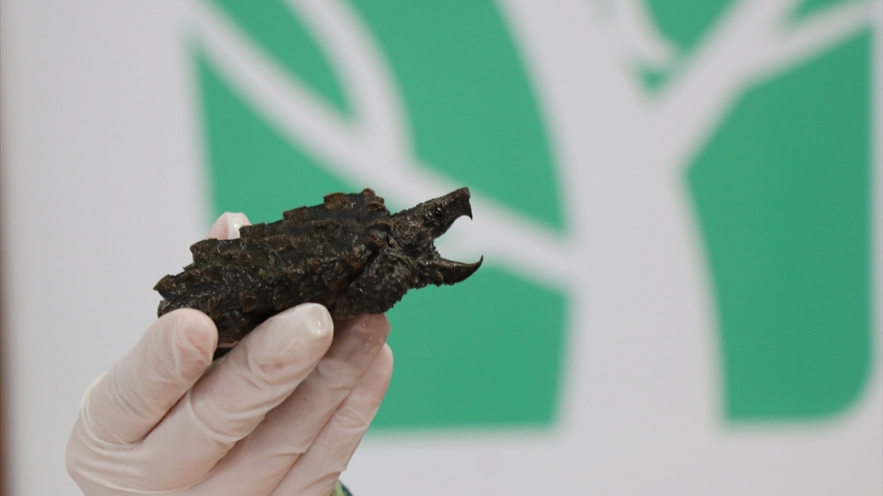 `Timsah yiyen` kaplumbağalar ülkemizde nadir bulunuyor