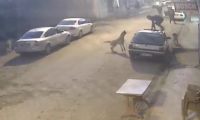 Köpekler saldırdı, aracın üzerine çıkarak kurtuldu