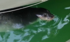 Kaş ve Bodrum'da görülen foklar ilgi odağı oldu