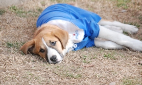 'Fındık' tedavi gördüğü Ankara'da öldü