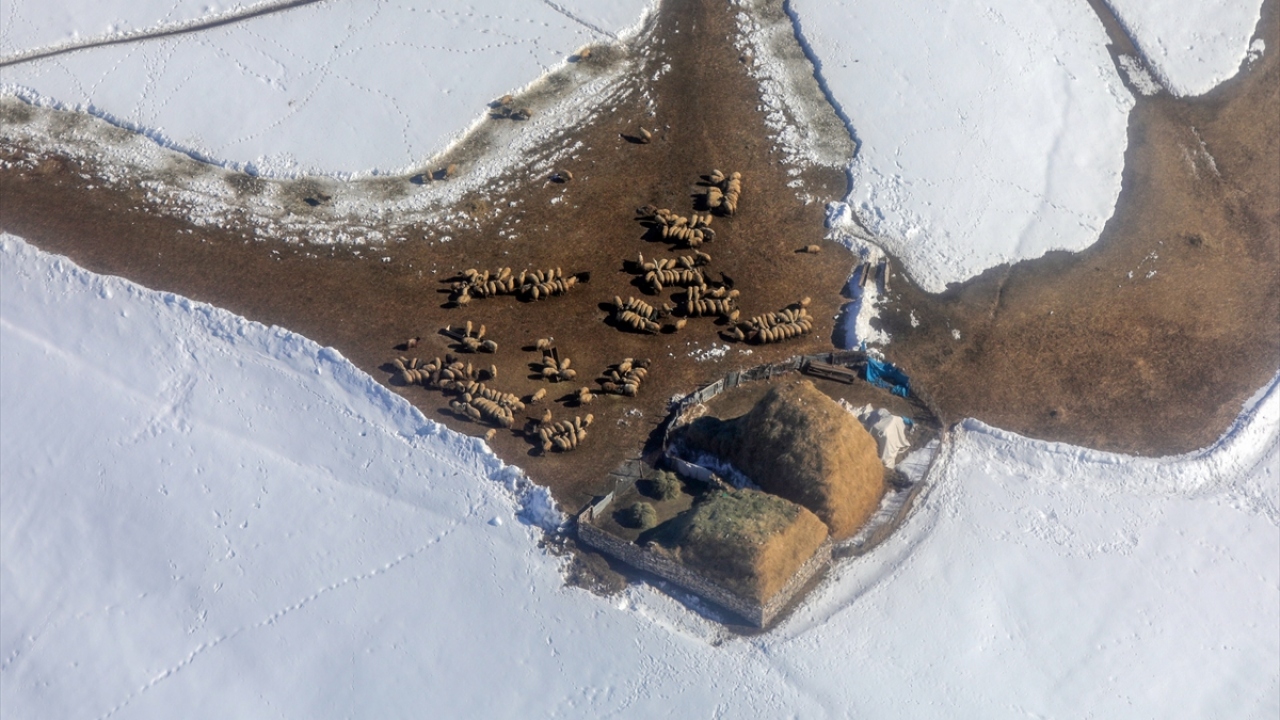 Fotoğrafta Gürpınar ilçesi kırsalında bulunan bir çiftlikte yemleme yapılan koyunlardan genel bir görünüm yer almakta.