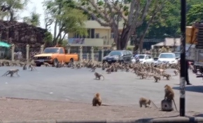 Koronavirüs nedeniyle boşalan sokakları maymunlar bastı