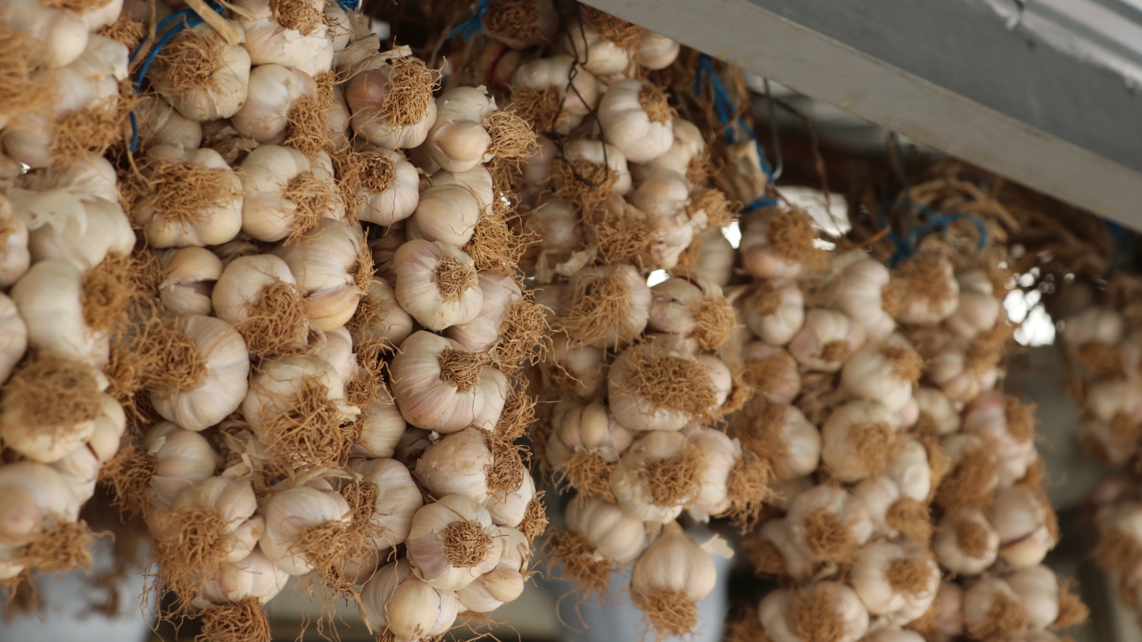 YANLIŞ: Sarımsak, soğan yemek koronavirüs enfeksiyonunu önler.