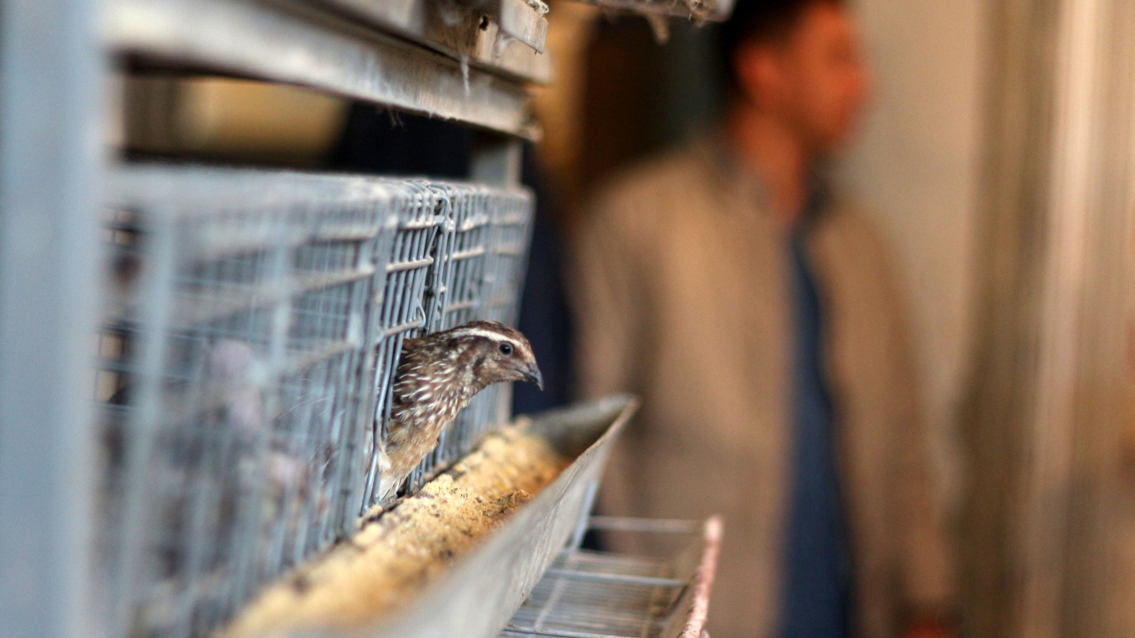 Ziraat Fakültesinin uygulama çiftliğinde satışa sunulan ürünler, akademisyen ve öğrencilerin kontrolünde özel yetiştirilen 100 sığır, bin serbest gezinen tavuk ve 500 civarında bıldırcından elde ediliyor.