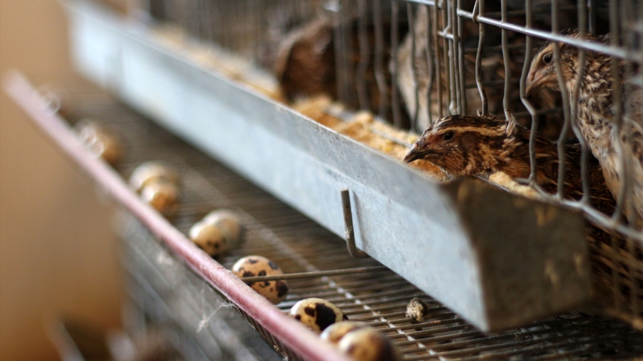 "Öğrenciler için öğretim ve iş tecrübesi" 