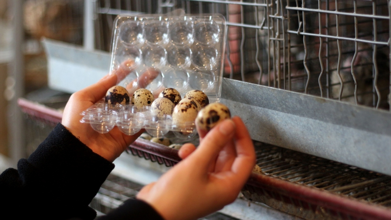 "Erken gelen alıyor"