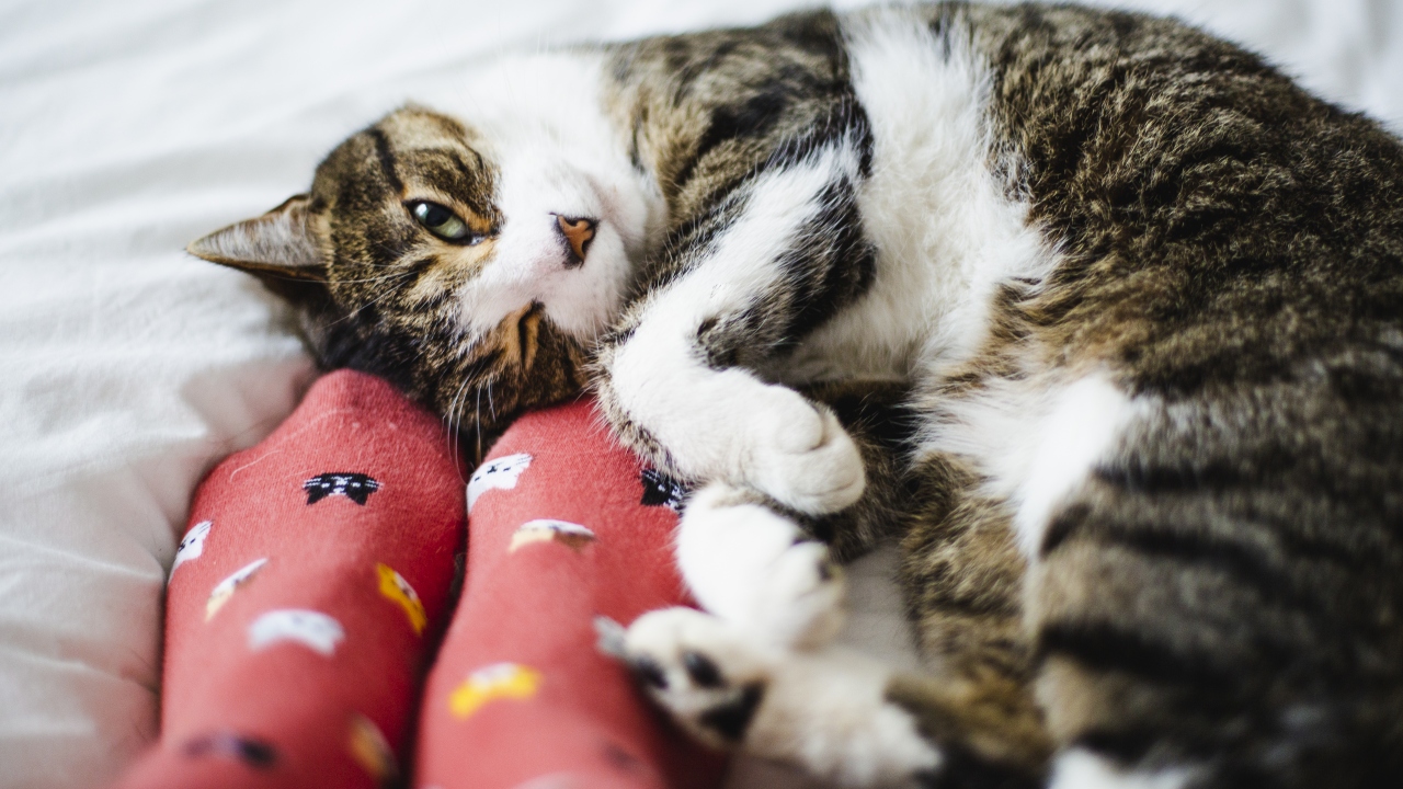 YANLIŞ: Covid-19 evcil hayvanlardan da bulaşabilir.