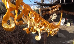 Portakalın kabuğu meyvesinden 4 kat daha pahalı