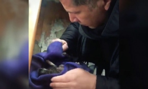 Yavru kediyi kalp masajı ve suni teneffüsle hayata bağladı