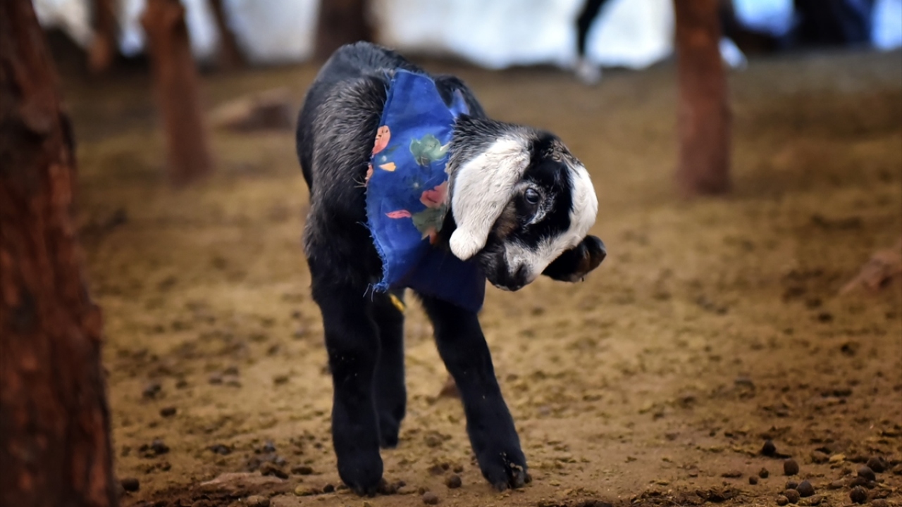 Kar, kış, çamur, yağmur demeden oğlakların hayatta kalabilmeleri büyük çaba sarf ettiklerini belirten Bacak, yaklaşık 200 oğlak doğduğunu kaydetti.