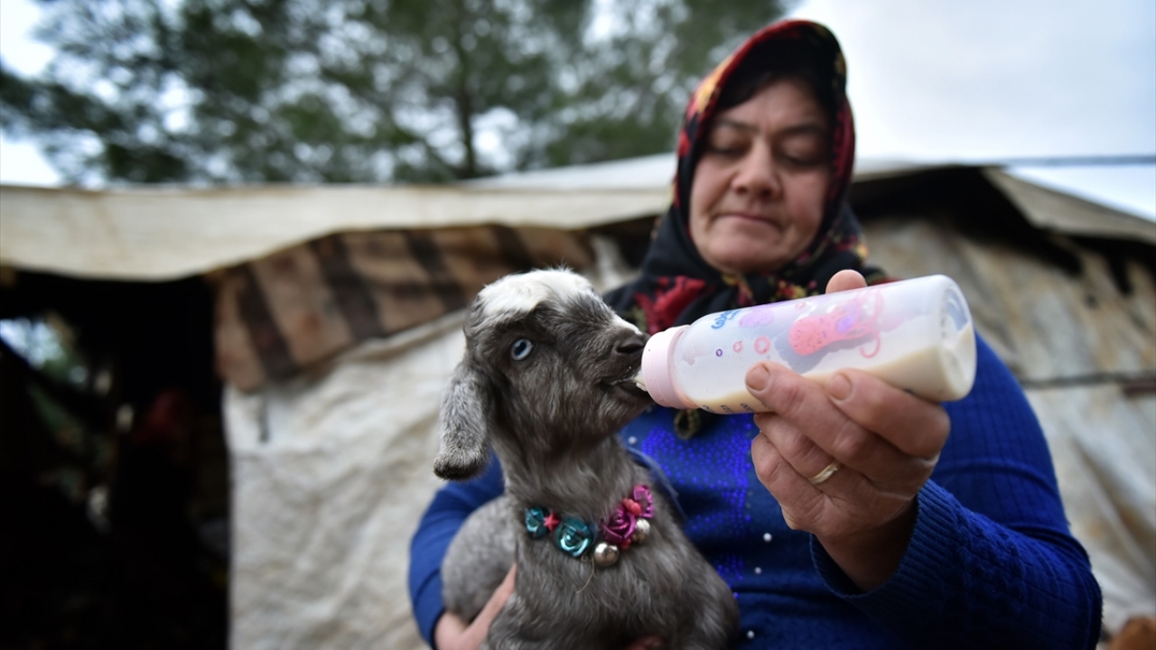 "Oğlakları çocuk besler gibi besliyoruz"