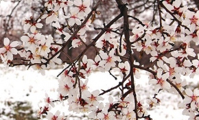 Koronavirüs önlemleri hava kirliliğini azalttı