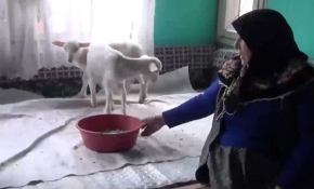 112'yi aradı, kuzularına yem istedi