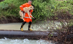 Dere yükseldi, mahsur kalan köpek ve kediler kurtarıldı