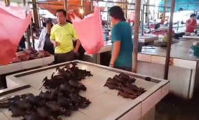 Çin'deki yabani hayvan satışı ve tüketimi hedefte