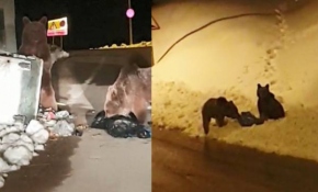 Aç kalan ayılar çöp konteynerlerinde yiyecek aradı