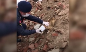 Zor durumdaki köpeği jandarma kurtardı