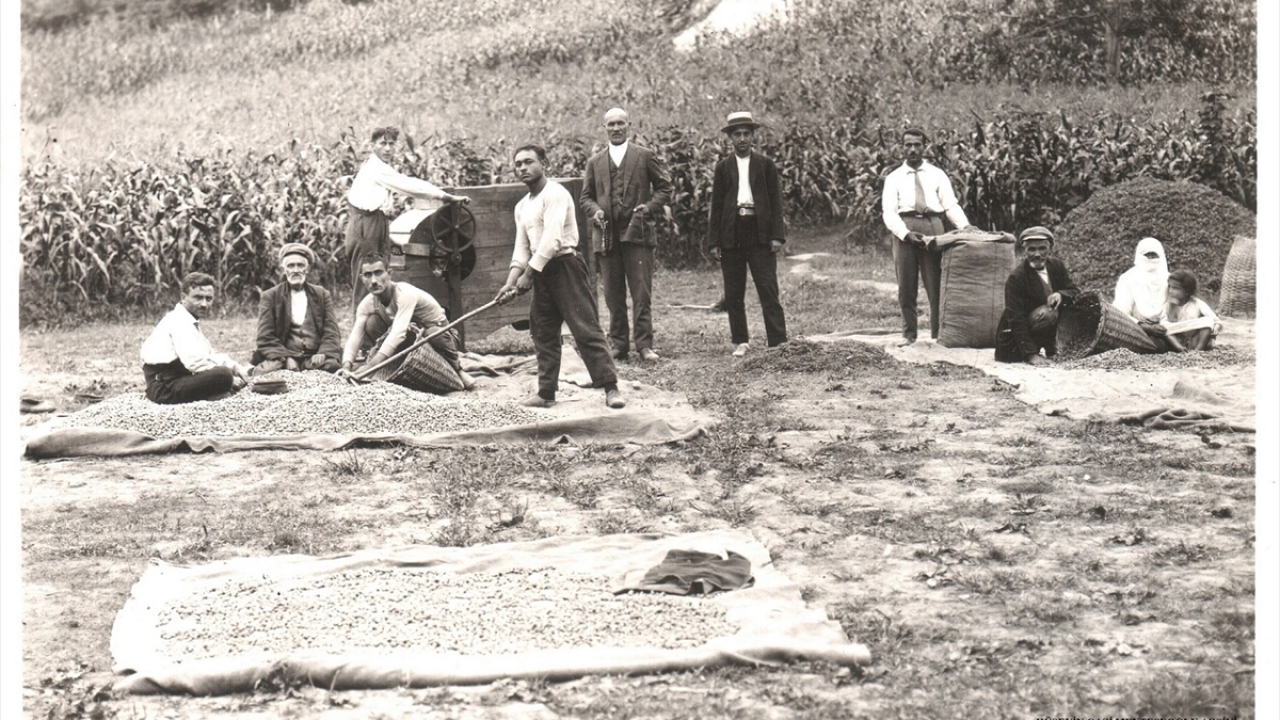 Fotoğrafta Giresun`da bir fındık harmanında çalışan vatandaşlar görülüyor.