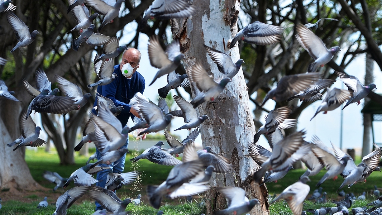 Koronavirüsle mücadele günlerinde aç kalan güvercinlere ise bir vatandaş yem verdi.