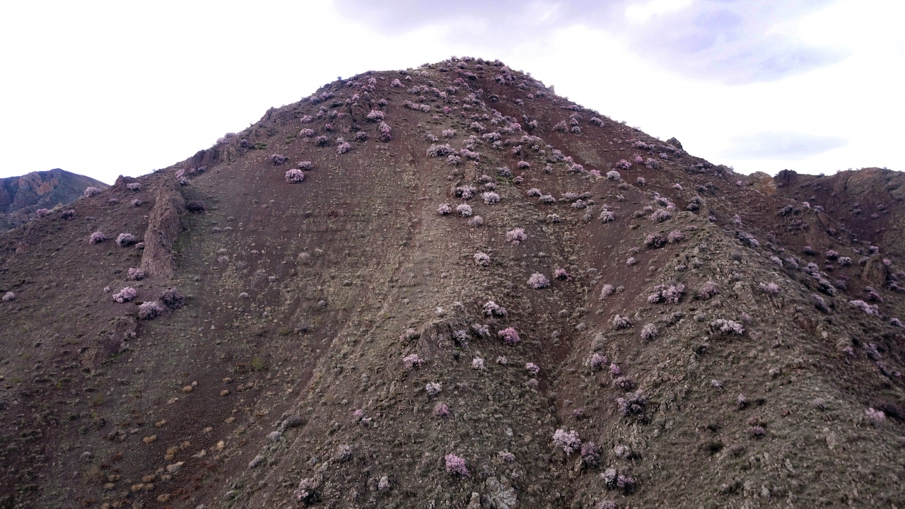 Tarım ve Orman Bakanlığınca, Tuzluca ilçesinin yüksek kesimli bölgelerinde bir süre önce başlatılan erozyonla mücadele çalışması kapsamında 2 milyon badem tohumu toprakla buluştu.