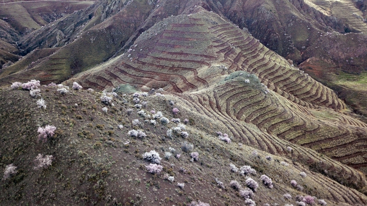 Ekilen tohumlardan yaklaşık yüzde 70`i fidan haline gelerek yetişti. Toprakların üstünü adeta bir örtü gibi kaplayan binlerce fidan, baharın gelmesiyle çiçek açtı. 