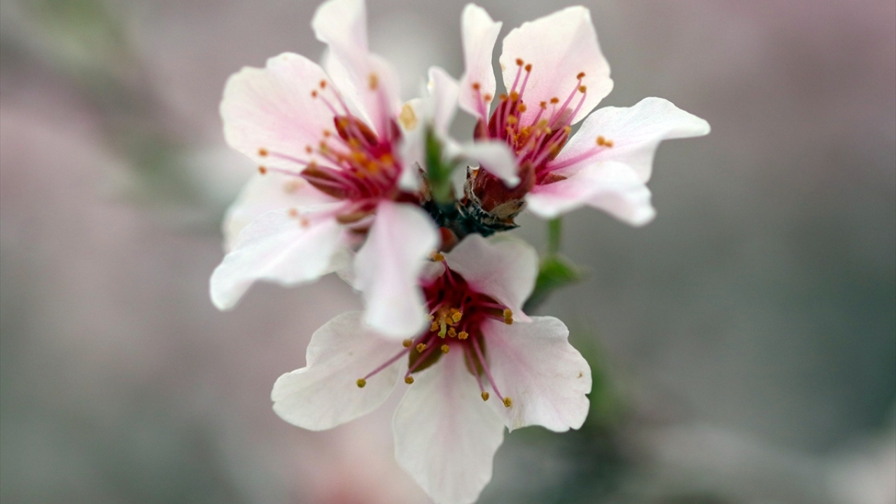 Bu yıldan itibaren köylülere gelir sağlaması planlanan badem ağaçları çiçeklendikleri onlarca yüksek noktada görenlere doyumsuz manzaralar sunuyor. 