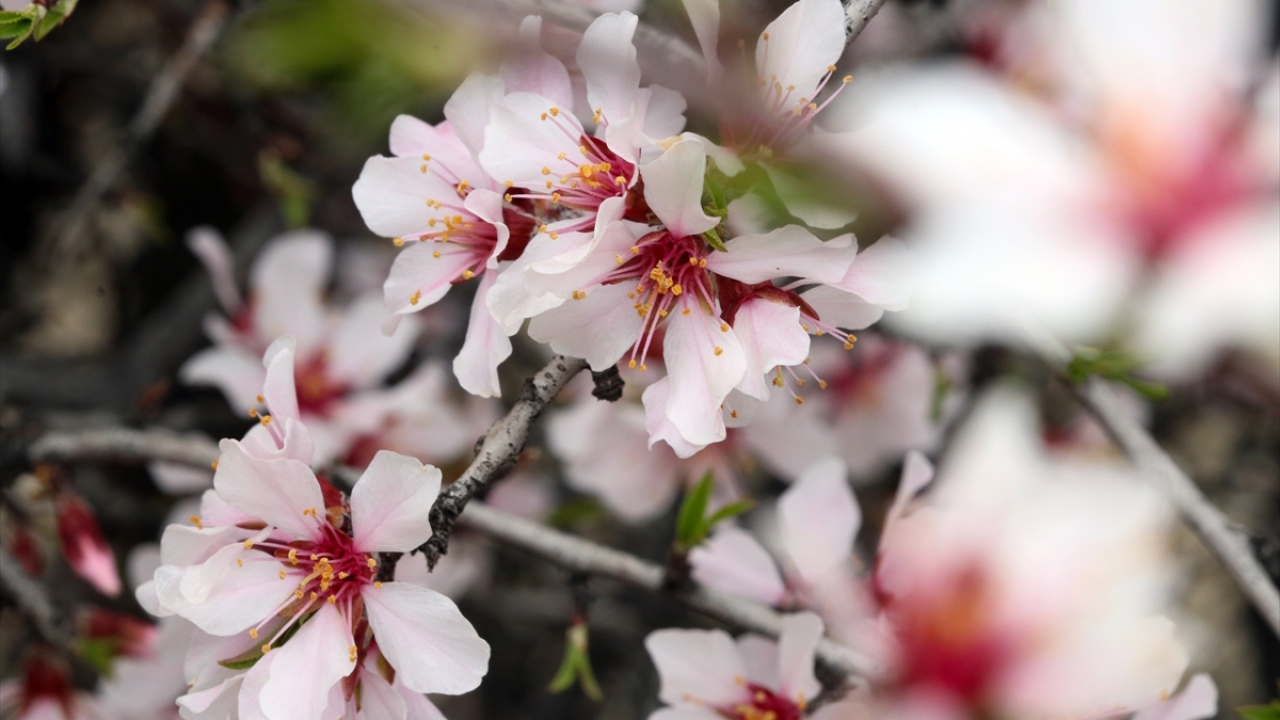 Iğdır Orman İşletme Müdürü Taner Tazegün, yaptığı açıklamada, projenin Orman Genel Müdürlüğünce yürütüldüğünü ve bugüne kadar olumlu sonuç alındığını söyledi. 