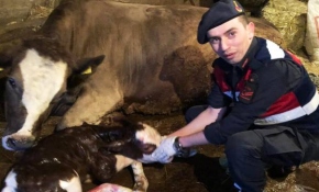 Veteriner gecikince ineğin doğumunu jandarma yaptırdı