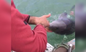 Ağlara takılan yunusu severek kurtardı