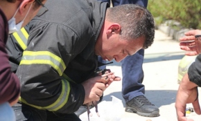 Yanan konteynerdeki kedi yavruları suni teneffüsle kurtarıldı
