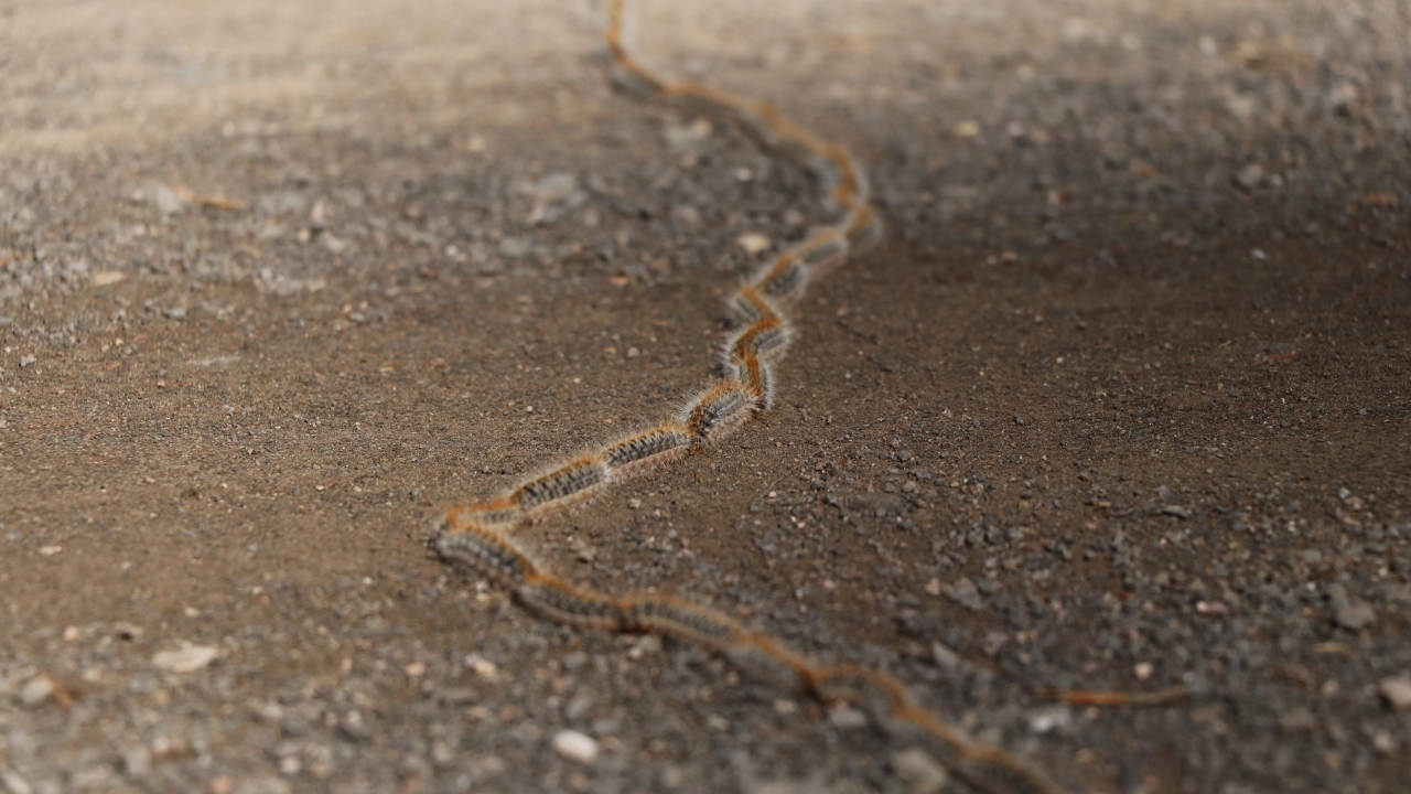Çam kese böcekleri, özellikle Akdeniz, Ege ve Marmara ile Karadeniz bölgelerinin sahil kesimindeki çam ağaçlarının yapraklarını yiyerek besleniyor.
