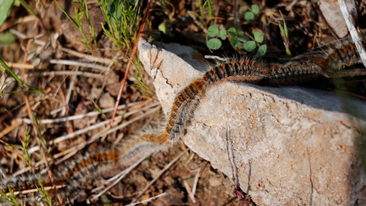 Muğla Sıtkı Koçman Üniversitesi (MSKÜ) Fethiye Ziraat Fakültesi Dekanı Prof. Dr. Hasan Koç, çam kese böceğinin hayat süresinin bir yıl olduğunu söyledi.
