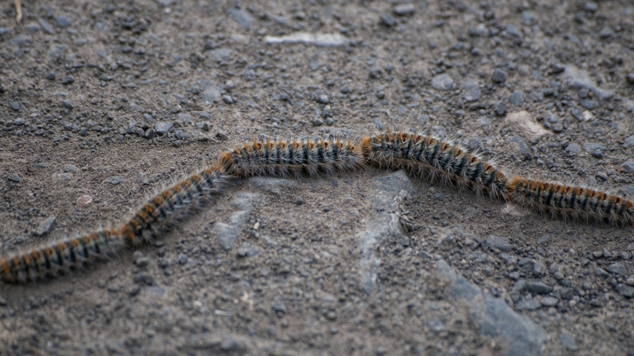 Birbiri ardına sıralanan böceklerin toprağa girmek için yolculuğu, adeta görsel şölen sunuyor.