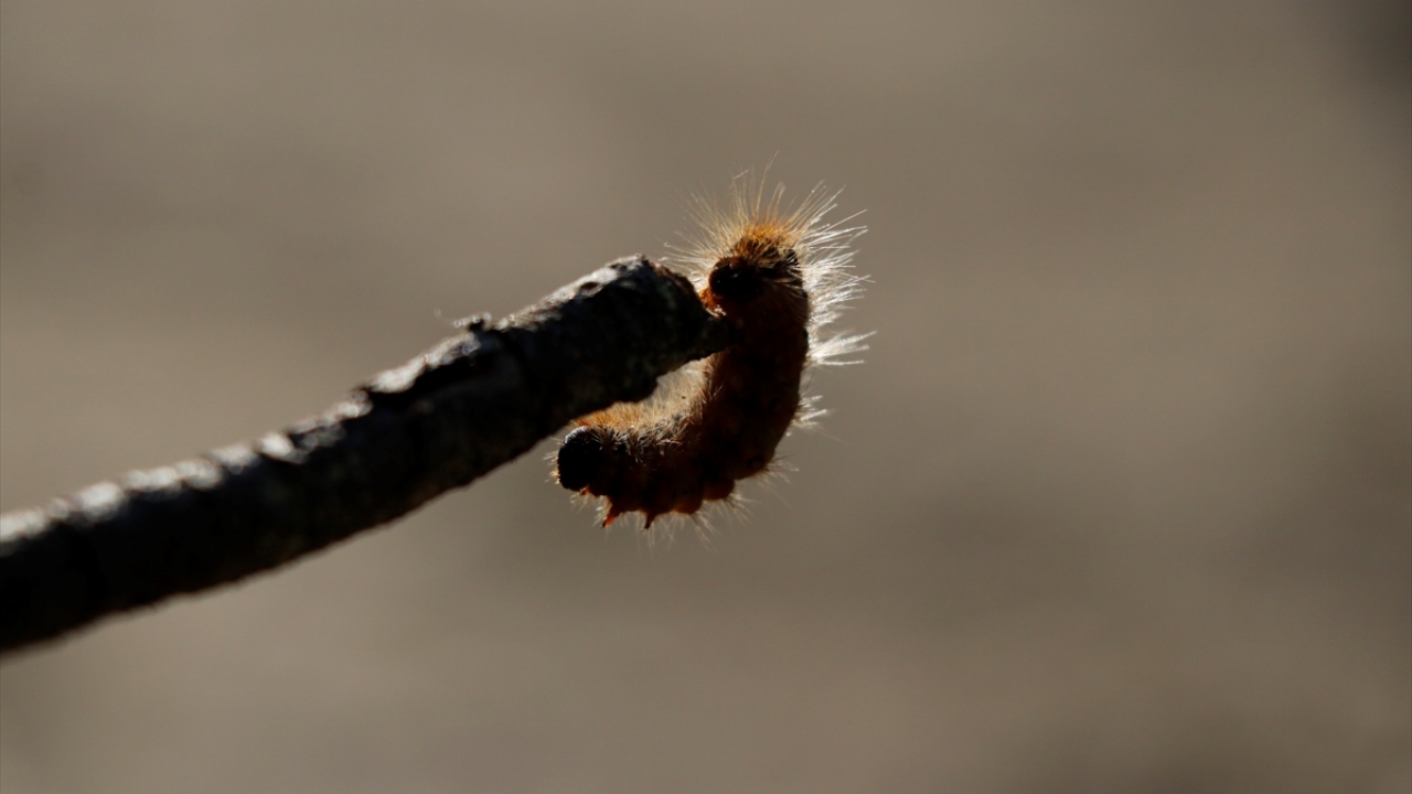 Çam kese böceklerinin yolculuğunu görüntüleyenlerden fotoğrafçı Semih Soycan ise doğa yürüyüşü yaptığı sırada fark ettiği böceklerin ilgisini çektiğini söyledi. 