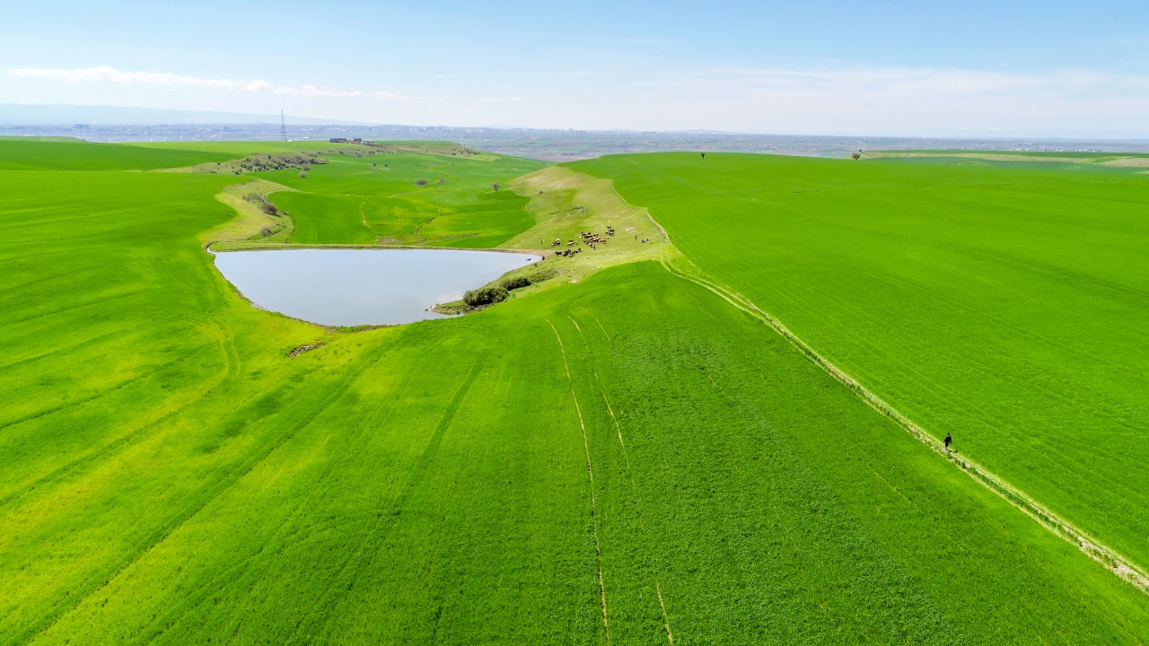 Adete "yeşil deniz"i andıran tahıl ekili araziler, sulama göletleri, otlayan hayvanlar ve tarlalar arasında kıvrılan yollar güzel görüntü oluşturdu. Diyarbakır`ın `yeşil deniz`i drone ile görüntülendi.