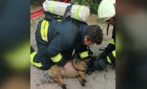 Yangın çıkan evdeki köpeklere kalp masajı