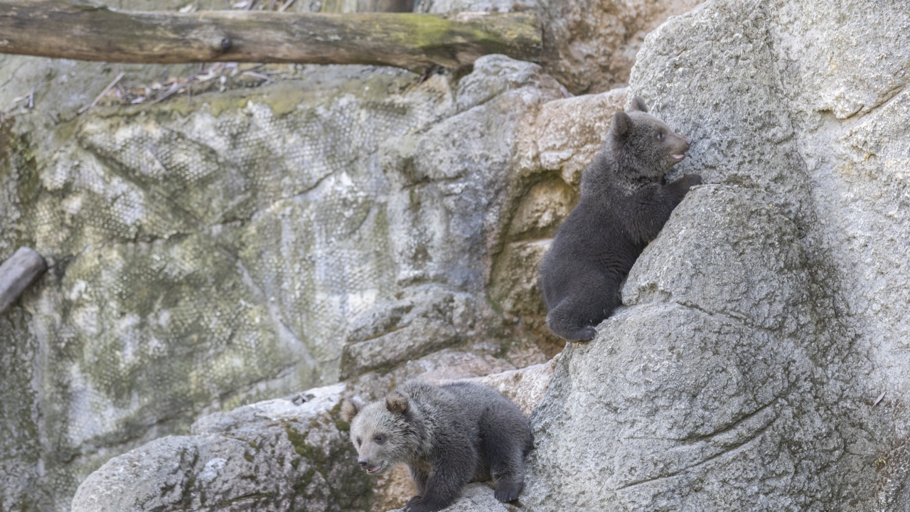 Parkta kalan "Pakoş" isimli 11 yaşındaki anne ile "Ayıcan" isimli 14 yaşındaki babanın 100 gün önce doğan sevimli yavrularına "Fıstık" ve "Doğa" adları verildi.