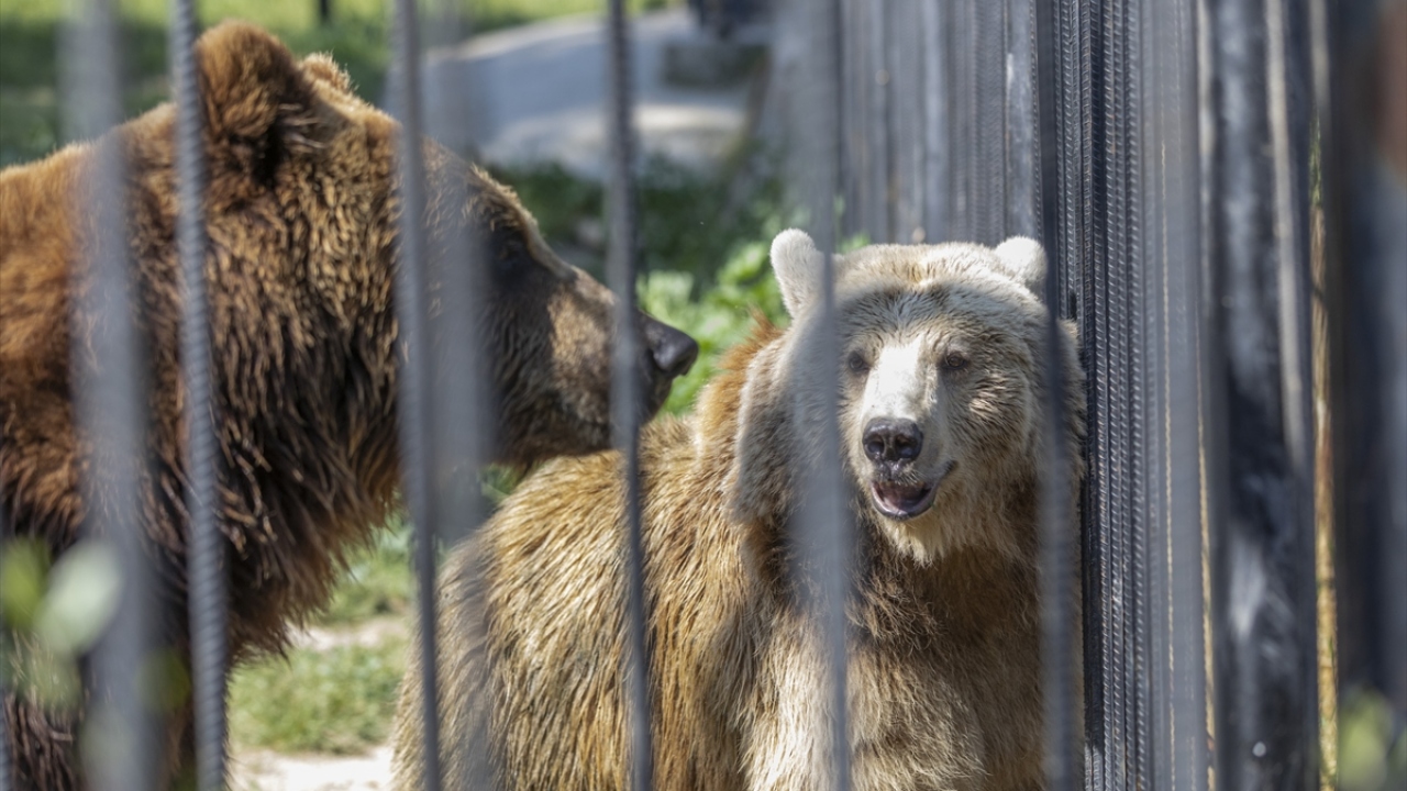 Doğumdan sonra barınaktaki diğer ayılarla ilişkisi kesilen anne ayının artan besin ihtiyacının karşılanması için et ürünleri, meyve, sebze ve sütten oluşan özel beslenme programı uygulandı.