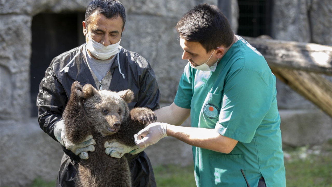 Yavrular, baba ayının ve diğer ayıların zarar verme ihtimaline karşı farklı bir alana konuldu.