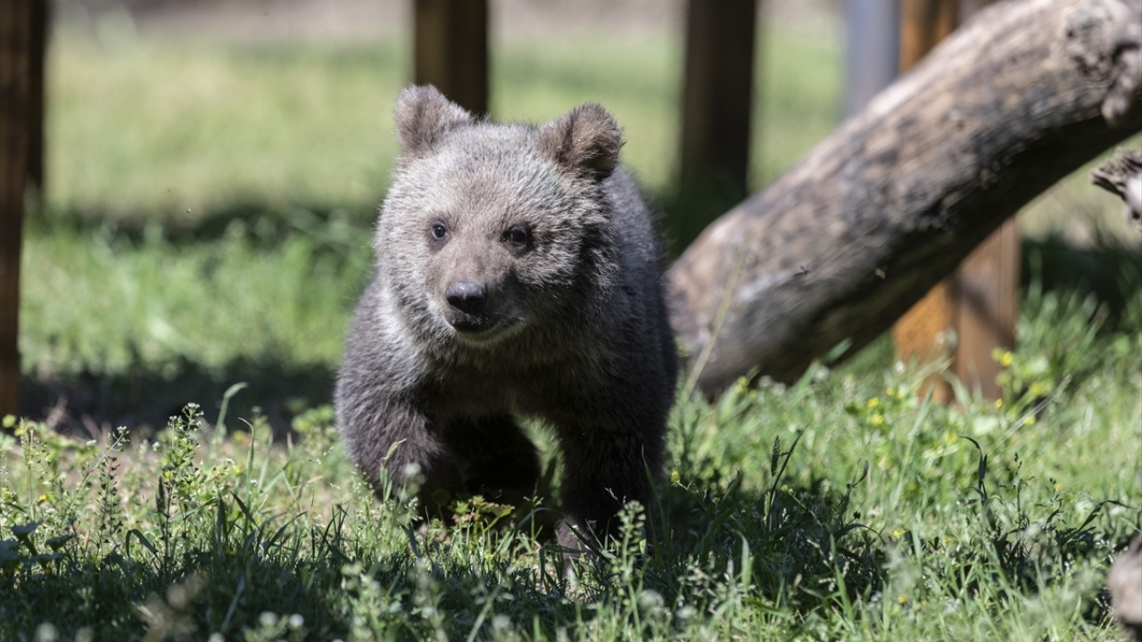 Hızlı gelişen ve 100. günlerine ulaşarak parkın maskotu olan yavrular, ek gıdalarla beslenmeye başladı.