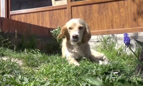 Sahibini hastane önünde bekliyor