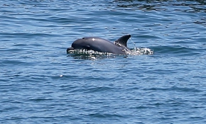 Denizler yunuslara kaldı