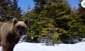 Uludağ Milli Parkı'nda yaban hayvanlarına yem bırakıldı