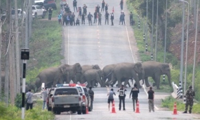 Tayland'da caddeyi basan fil sürüsü kamerada