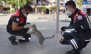 Sokakta yiyecek arayan kediyi yunus ekibi besledi