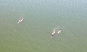 Su yüzüne çıkan yunuslar drone ile görüntülendi