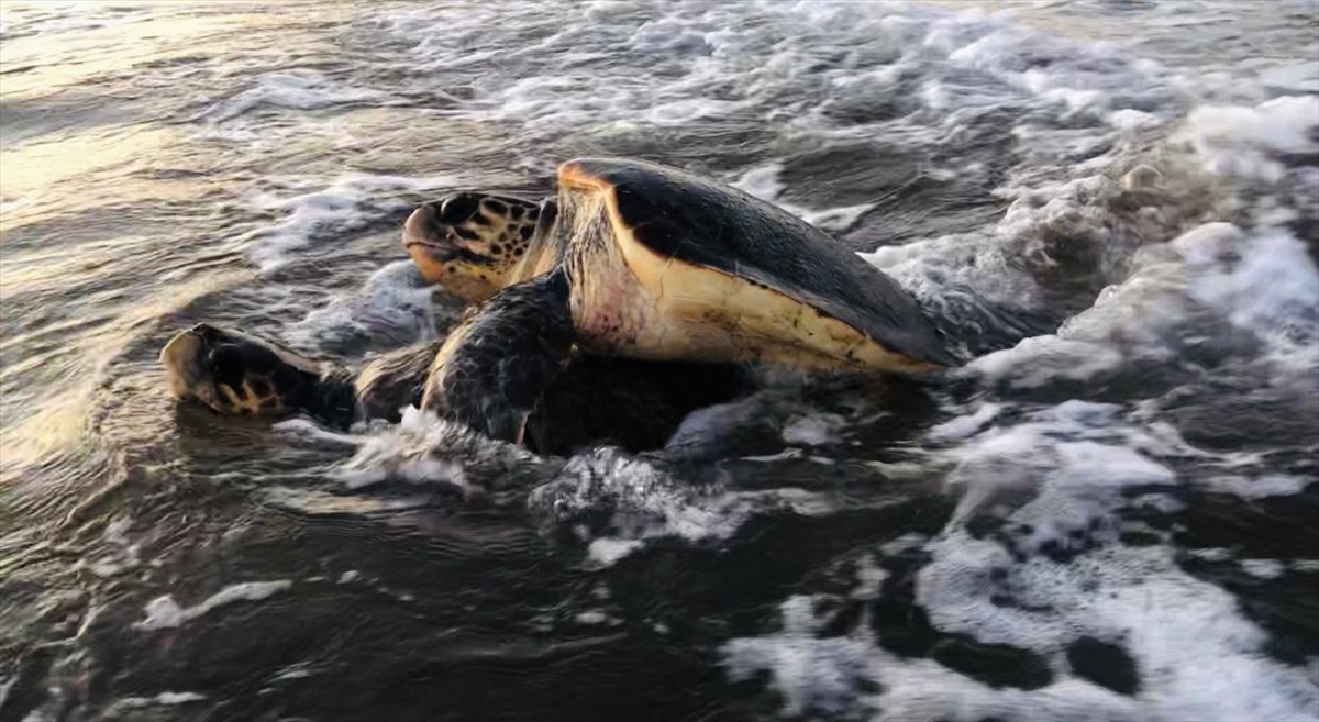 Bu kapsamda, Çevre ve Şehircilik Bakanlığı Tabiat Varlıklarını Koruma Genel Müdürlüğü tarafından desteklenen proje çerçevesinde ise deniz kaplumbağalarının korunması ve izlenmesi çalışmaları bölgede titizlikle yürütülüyor. 