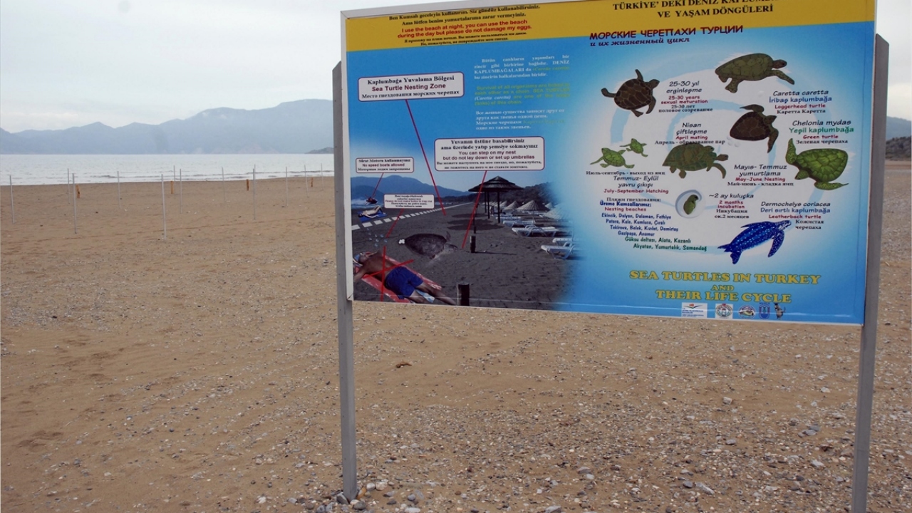 DEKAMER Başkanı ve  Proje Yürütücüsü Prof. Dr. Yakup Kaska, deniz suyunun ısınmasıyla deniz kaplumbağalarının da çiftleşmek için İztuzu kumsalına gelmeye başladığını söyledi. 